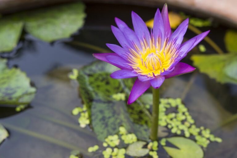 Karma and Purification of Karma